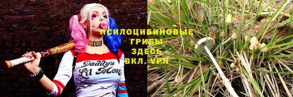 прущие грибы Горно-Алтайск